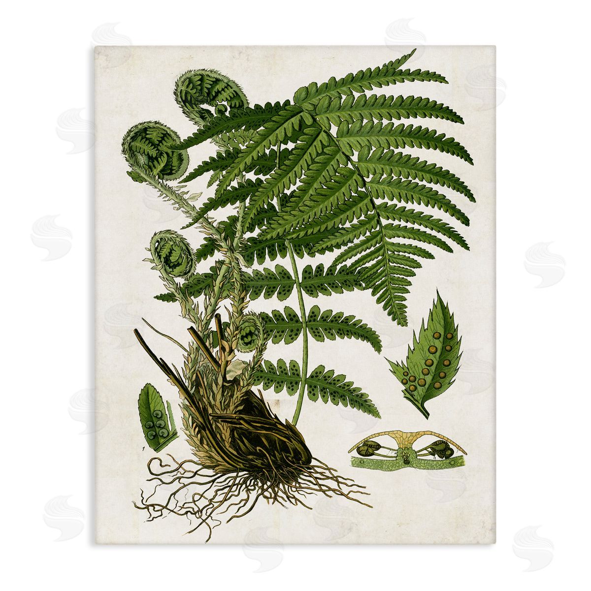 Curved Ferns Study Canvas Wall Art, Home Decor by Susan Arnot
