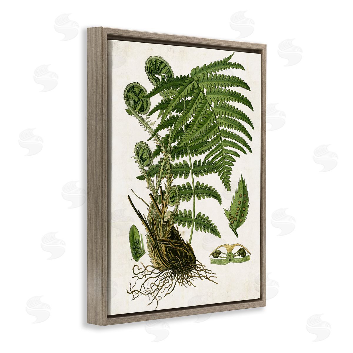 Curved Ferns Study Brown Floating Frame Canvas Wall Art, Home Decor by Susan Arnot
