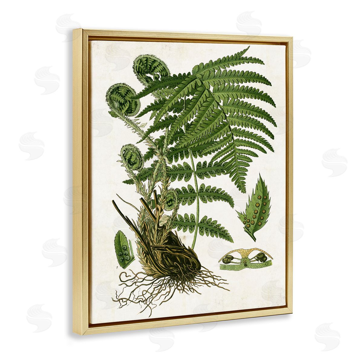 Curved Ferns Study Gold Floating Frame Canvas Wall Art, Home Decor by Susan Arnot