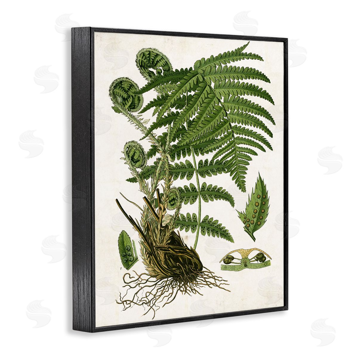 Curved Ferns Study Black Frame Print Wall Art, Home Decor by Susan Arnot