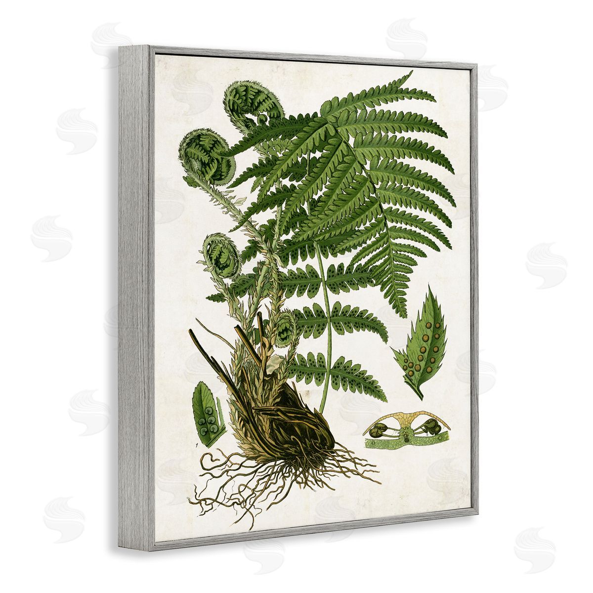 Curved Ferns Study Grey Frame Print Wall Art, Home Decor by Susan Arnot