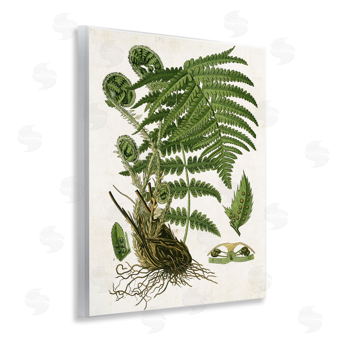 Curved Ferns Study Wood Plaque Wall Art, Home Decor by Susan Arnot