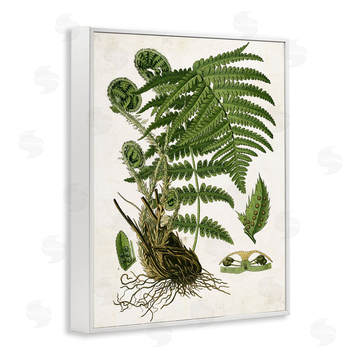 Curved Ferns Study White Frame Print Wall Art, Home Decor by Susan Arnot