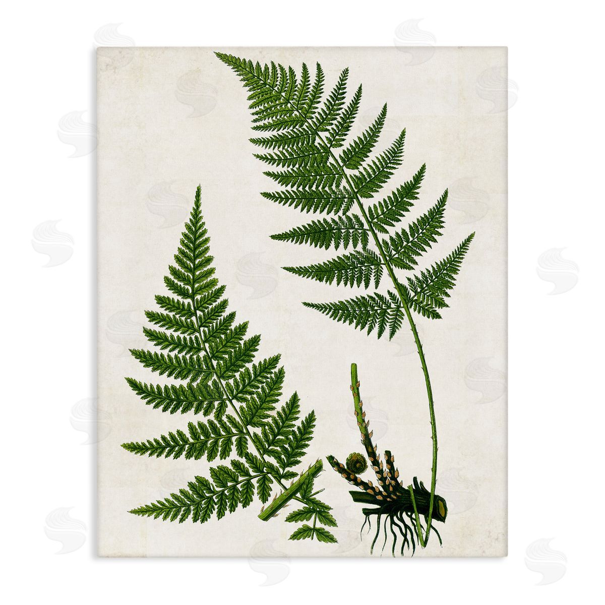 Two Ferns Nature Study Canvas Wall Art, Home Decor by Susan Arnot