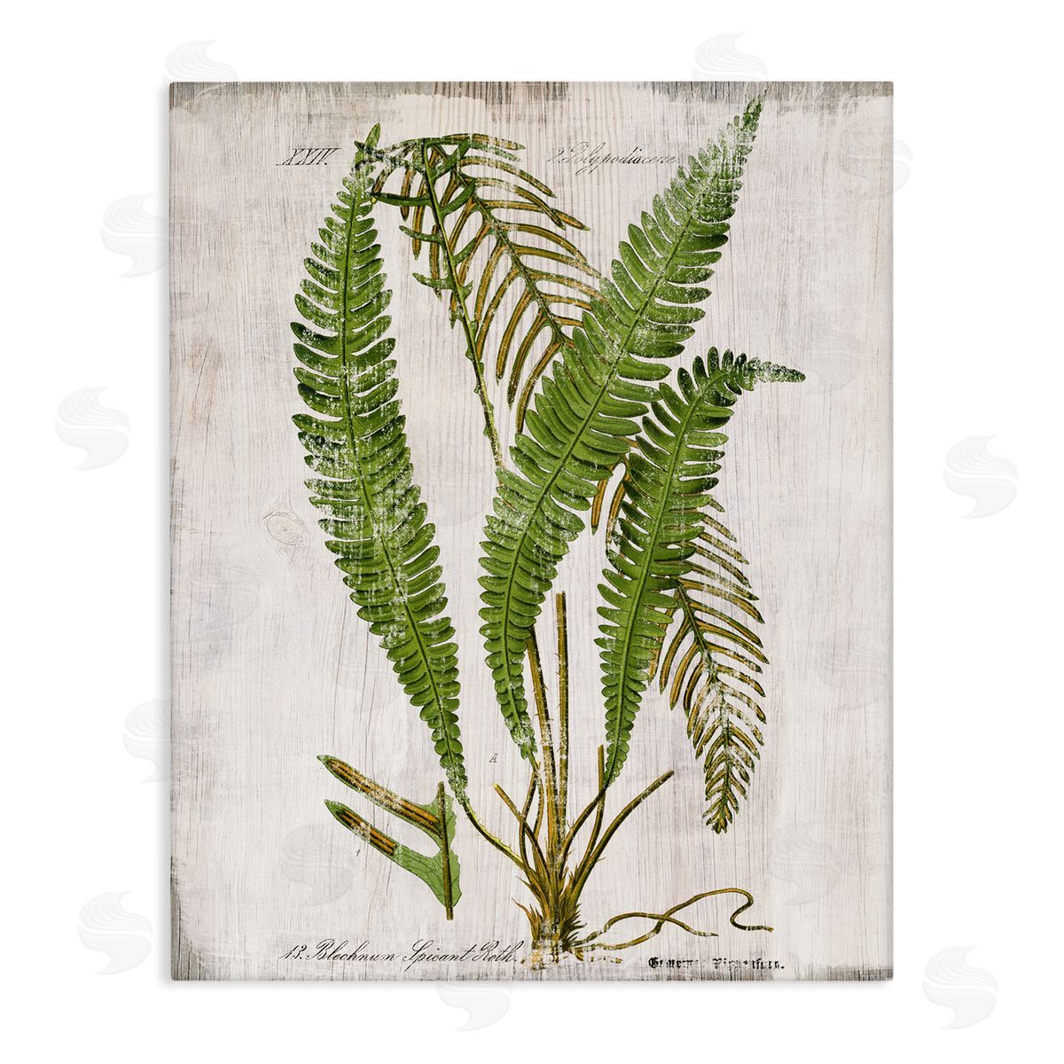 Thin Fern Leaves Study Canvas Wall Art, Home Decor by Susan Arnot