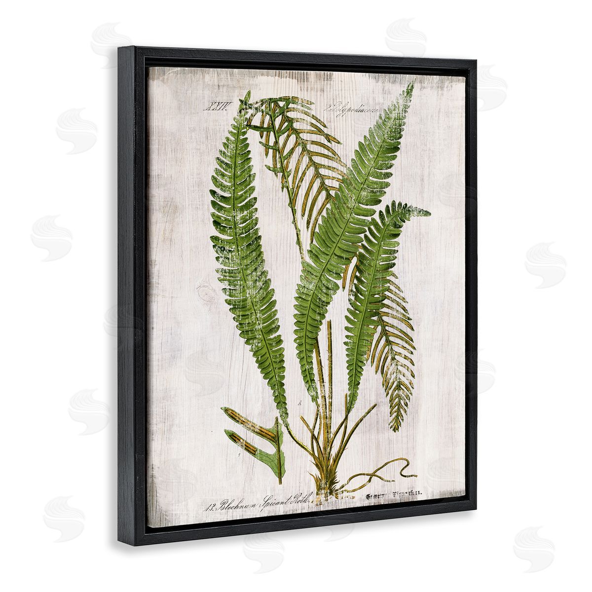Thin Fern Leaves Study Black Floating Frame Canvas Wall Art, Home Decor by Susan Arnot