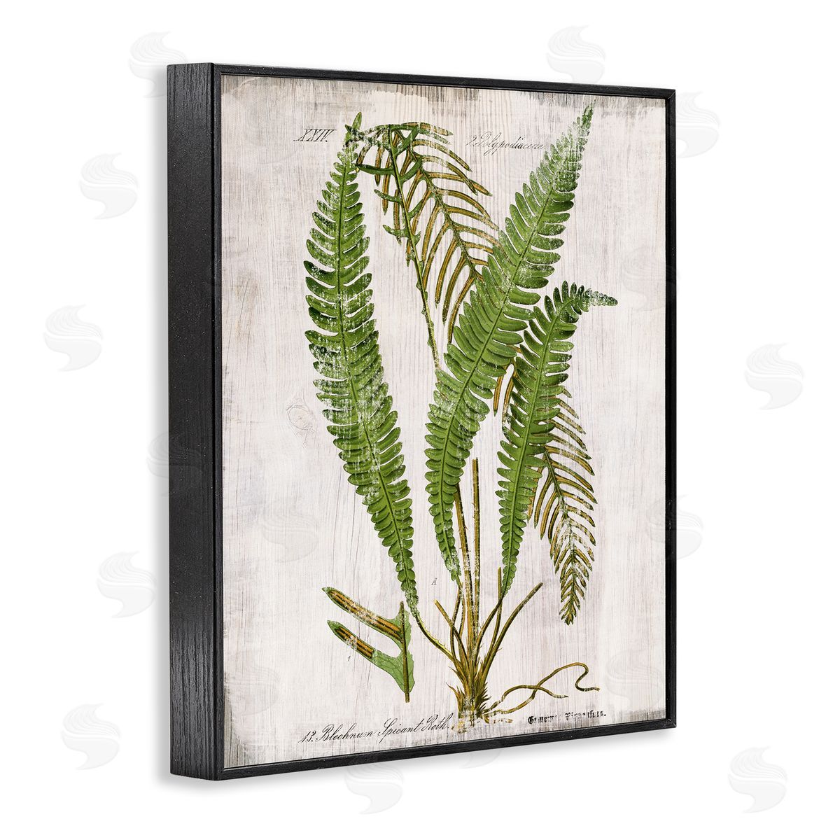 Thin Fern Leaves Study Black Frame Print Wall Art, Home Decor by Susan Arnot