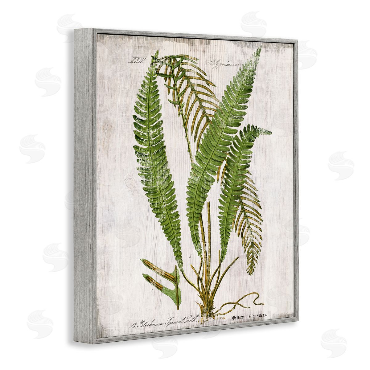 Thin Fern Leaves Study Grey Frame Print Wall Art, Home Decor by Susan Arnot