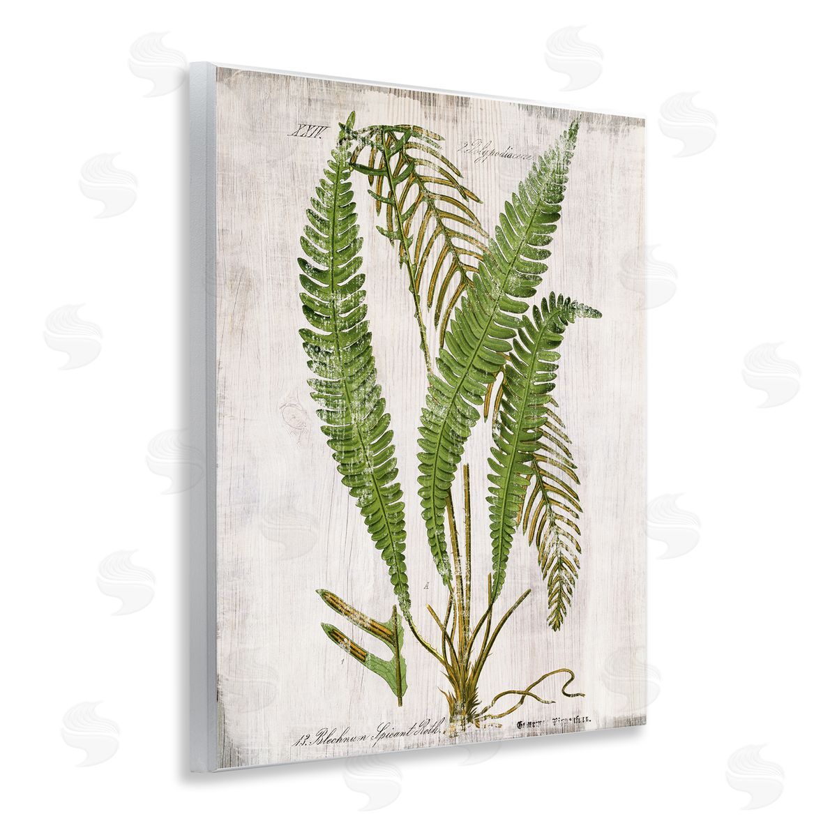 Thin Fern Leaves Study Wood Plaque Wall Art, Home Decor by Susan Arnot