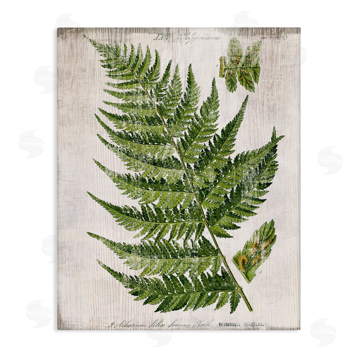 Distressed Fern Leaf Canvas Wall Art, Home Decor by Susan Arnot