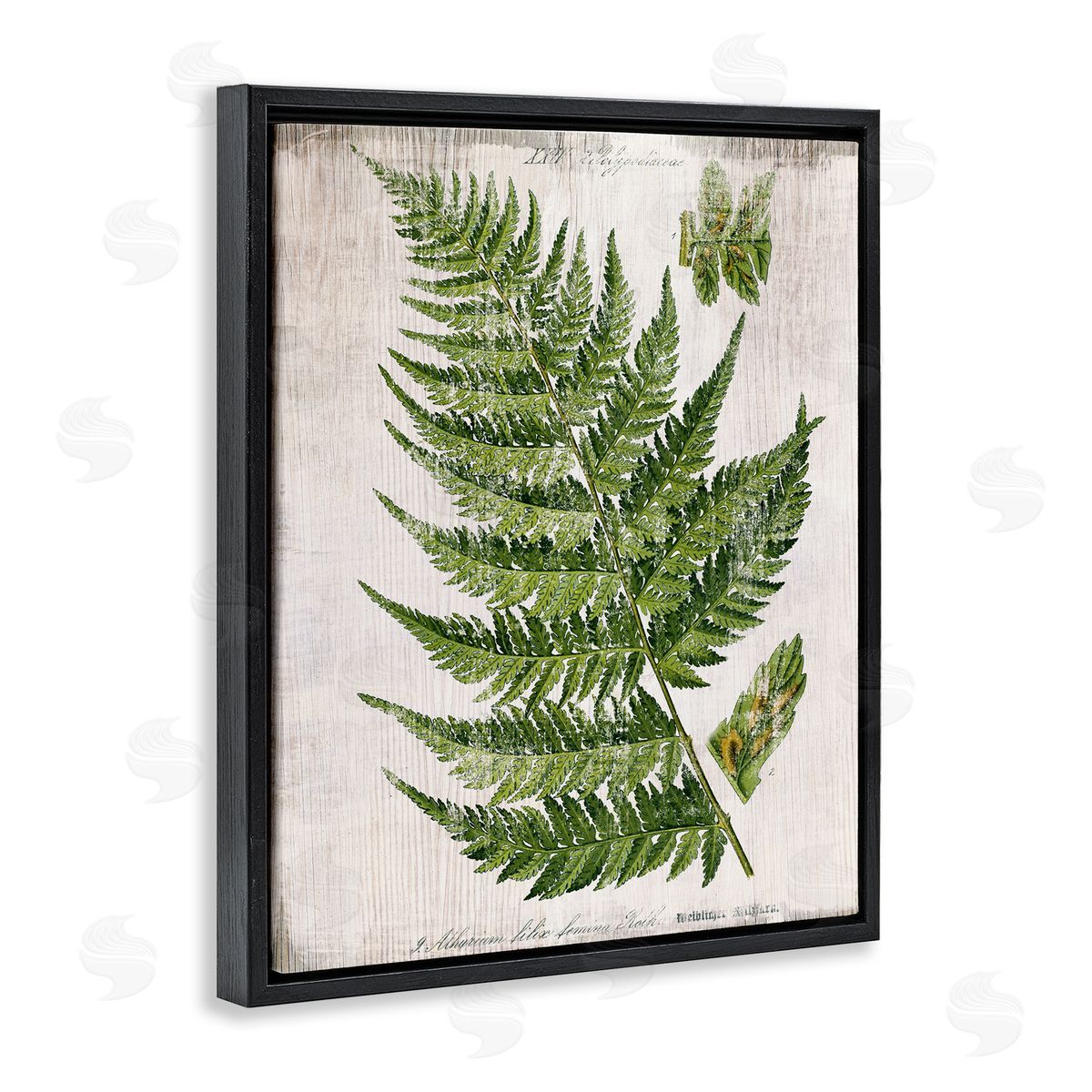 Distressed Fern Leaf Black Floating Frame Canvas Wall Art, Home Decor by Susan Arnot