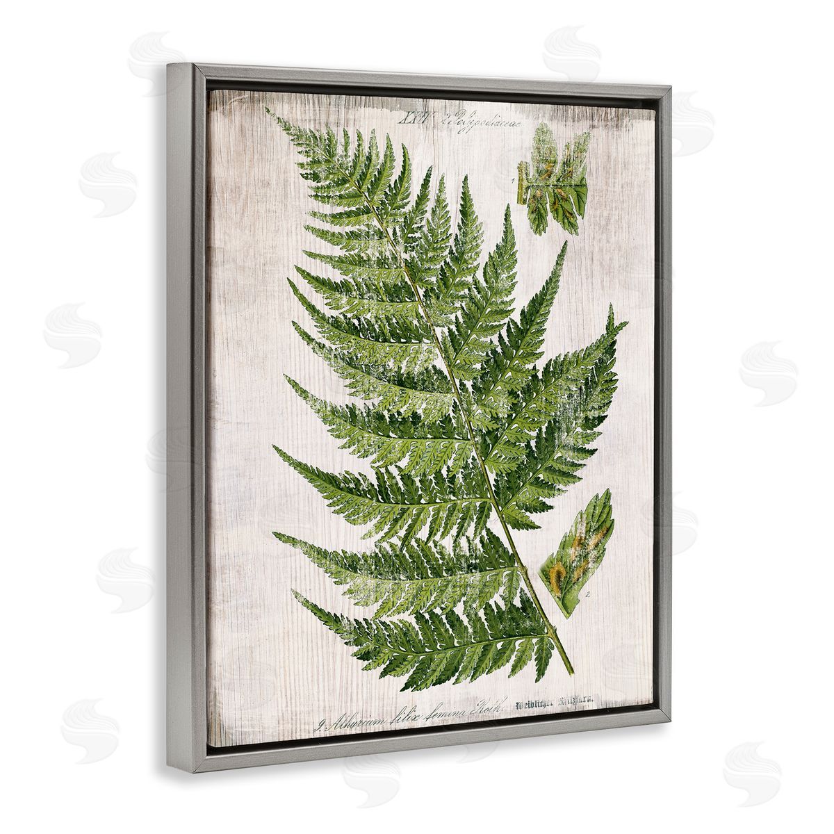 Distressed Fern Leaf Grey Floating Frame Canvas Wall Art, Home Decor by Susan Arnot