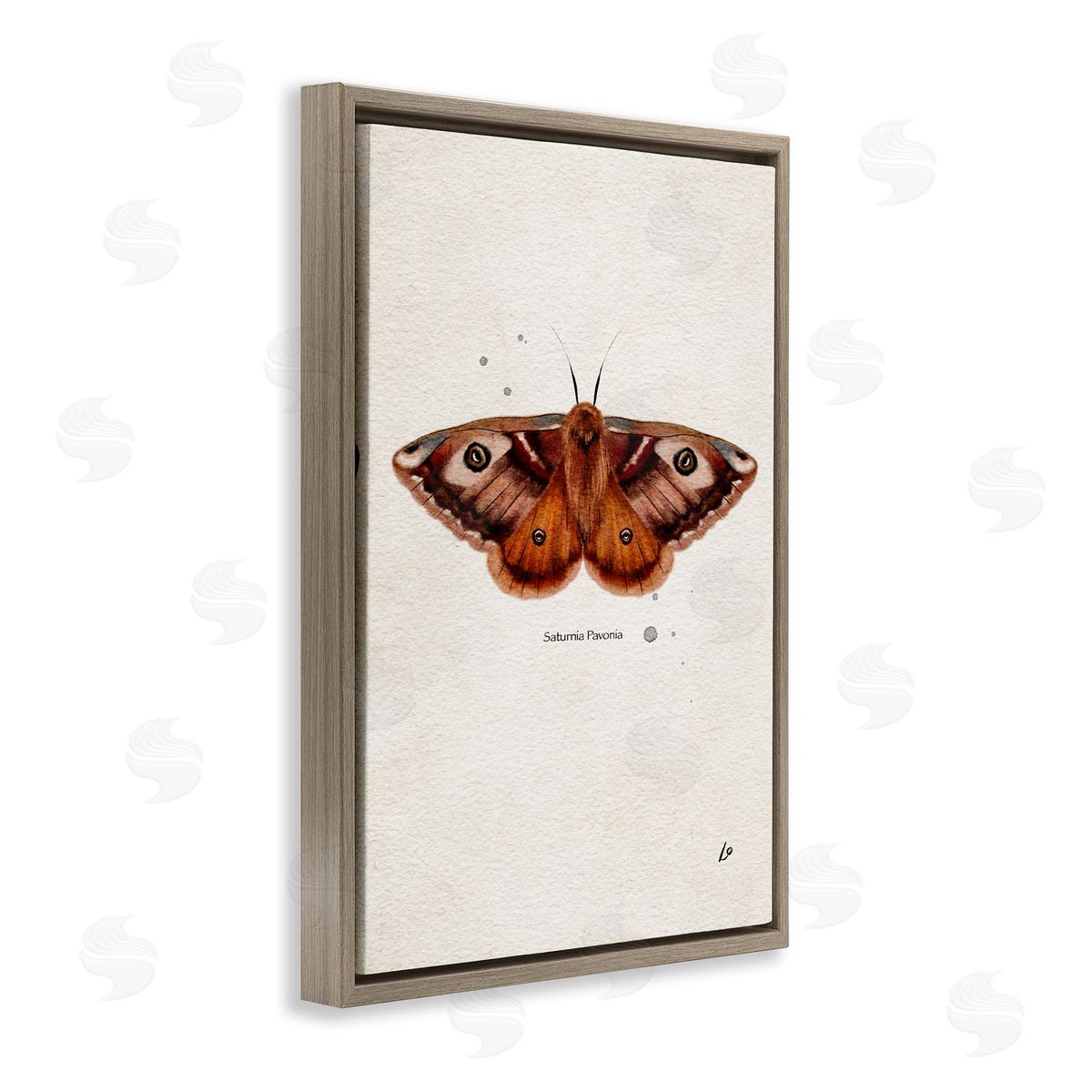 Scientific Orange Moth Brown Floating Frame Canvas Wall Art, Home Decor by Lydia Orange