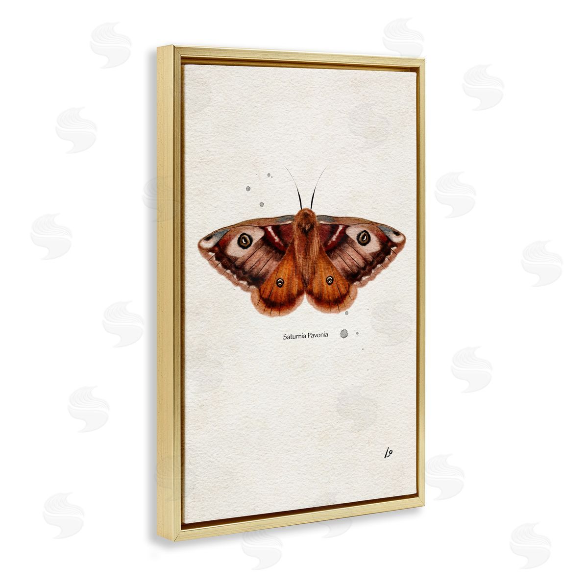 Scientific Orange Moth Gold Floating Frame Canvas Wall Art, Home Decor by Lydia Orange