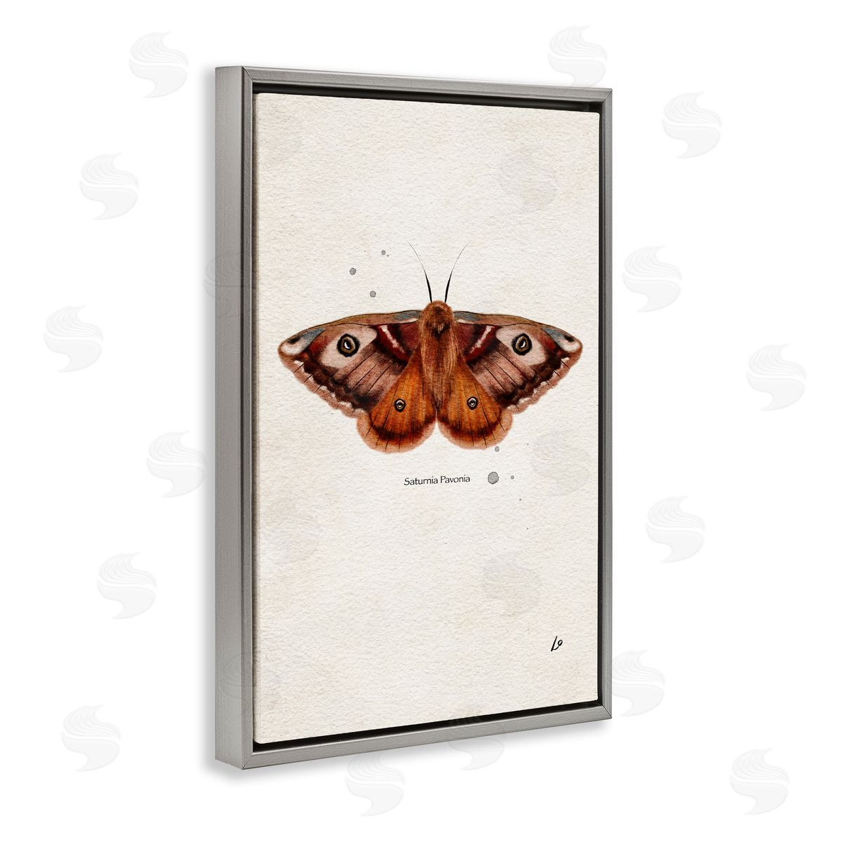 Scientific Orange Moth Grey Floating Frame Canvas Wall Art, Home Decor by Lydia Orange