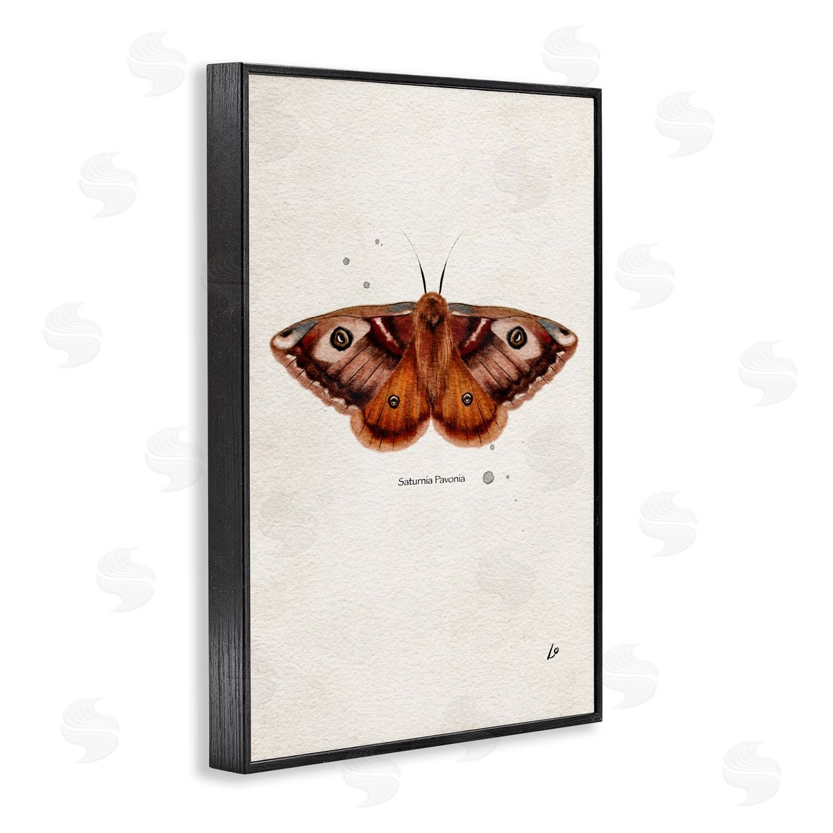 Scientific Orange Moth Black Frame Print Wall Art, Home Decor by Lydia Orange