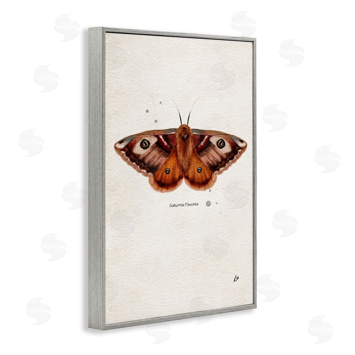 Scientific Orange Moth Grey Frame Print Wall Art, Home Decor by Lydia Orange