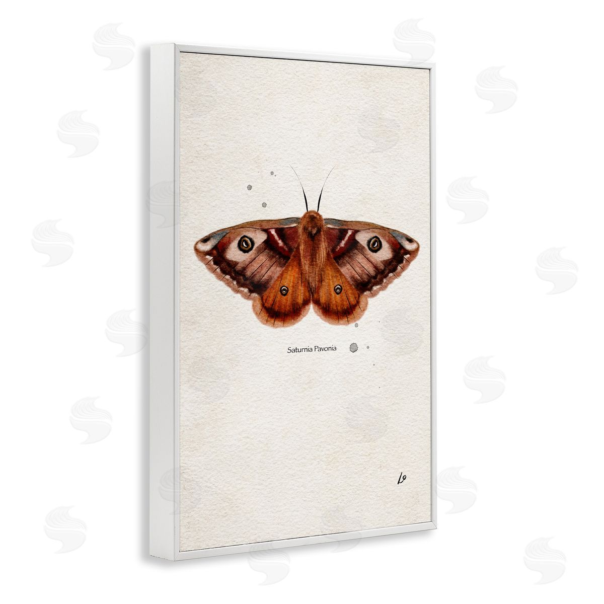 Scientific Orange Moth White Frame Print Wall Art, Home Decor by Lydia Orange