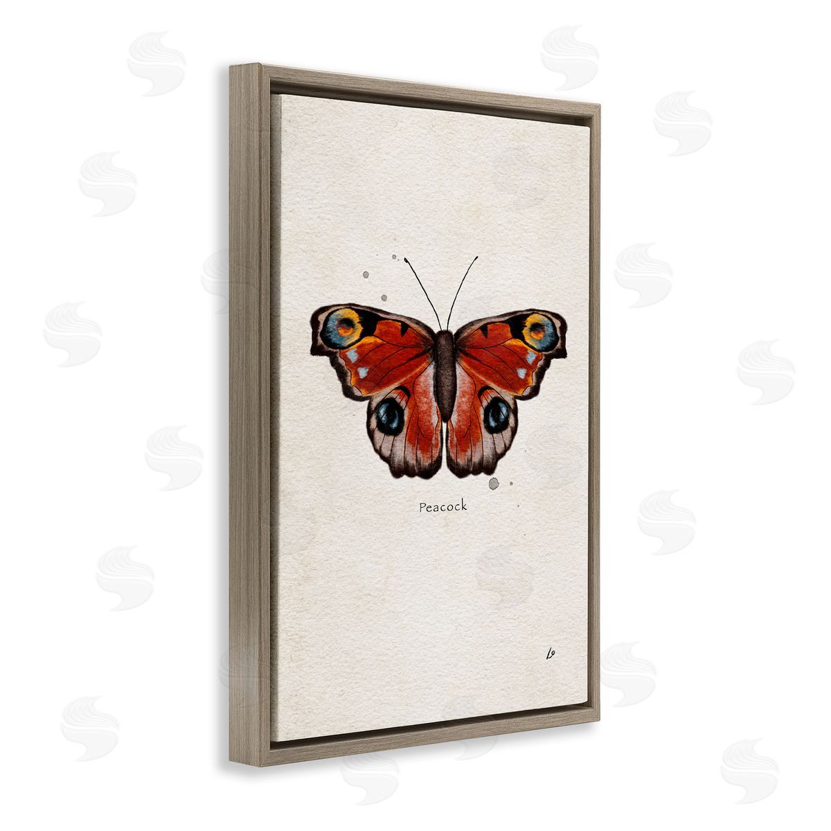 Peacock Butterfly Study Brown Floating Frame Canvas Wall Art, Home Decor by Lydia Orange