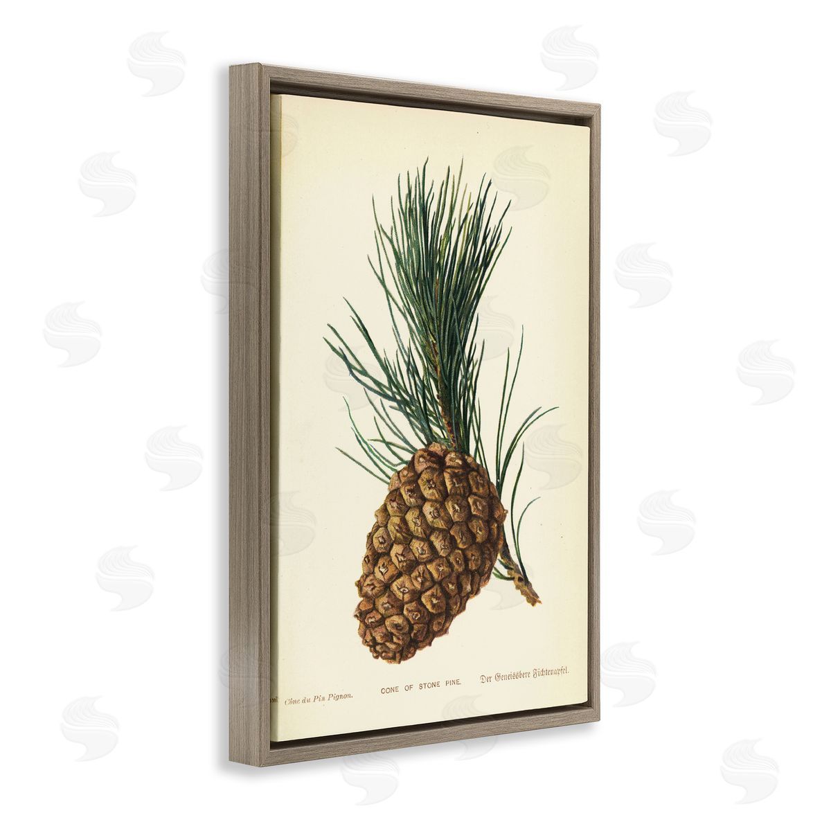 Detailed Pine Cone Sprig Brown Floating Frame Canvas Wall Art, Home Decor by Tina Higgins Designs, Inc.