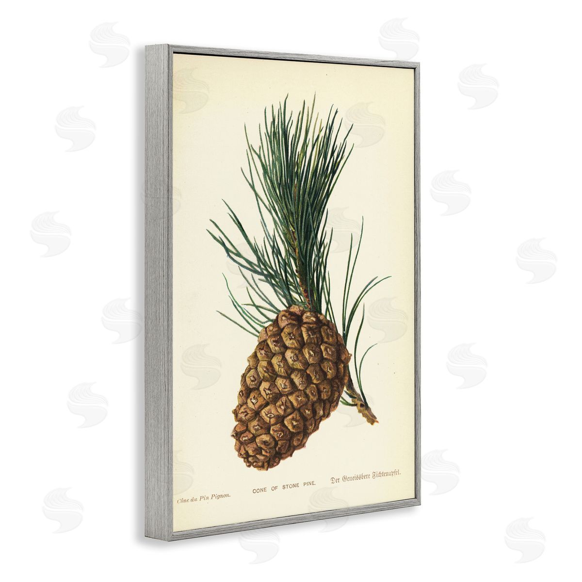 Detailed Pine Cone Sprig Grey Frame Print Wall Art, Home Decor by Tina Higgins Designs, Inc.