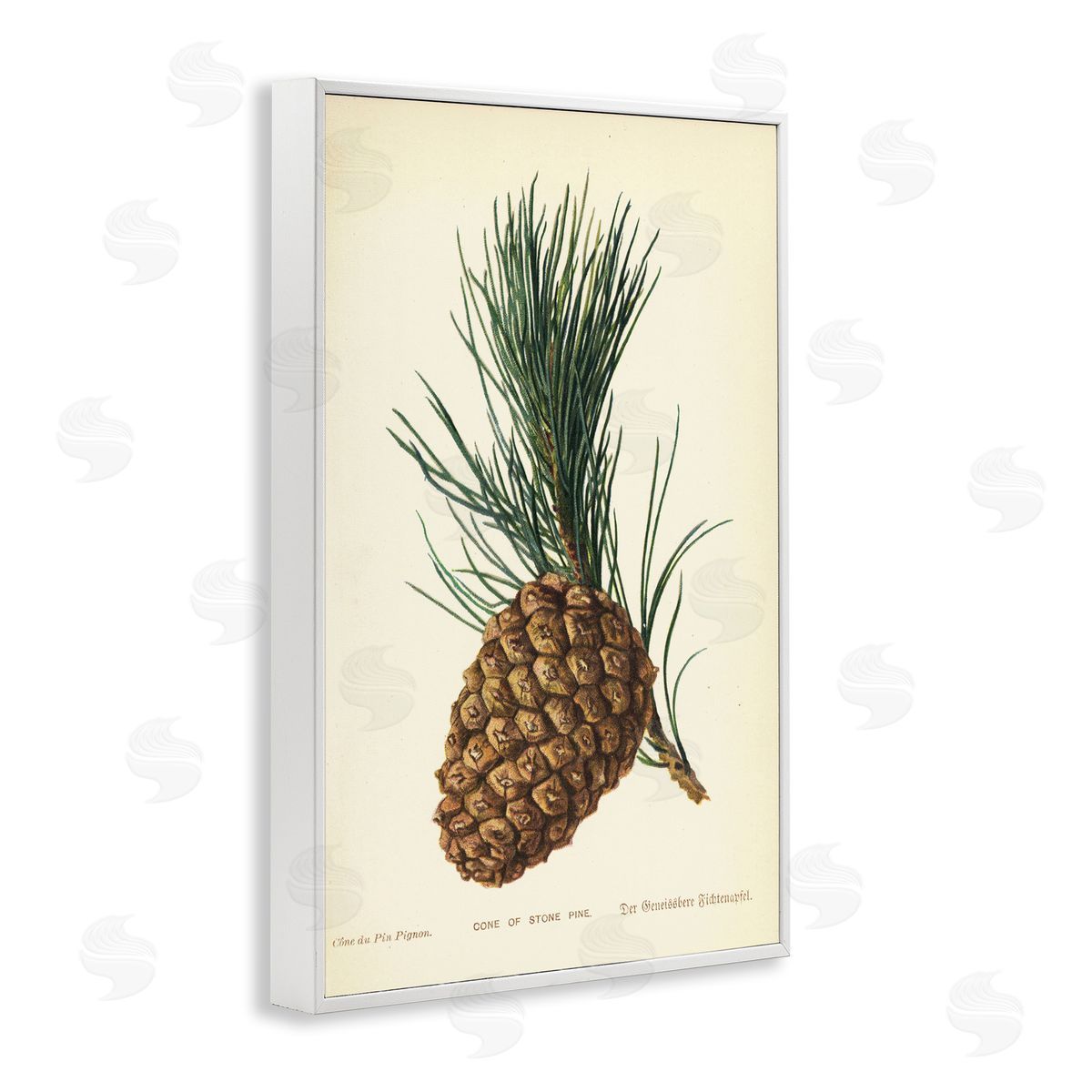 Detailed Pine Cone Sprig White Frame Print Wall Art, Home Decor by Tina Higgins Designs, Inc.