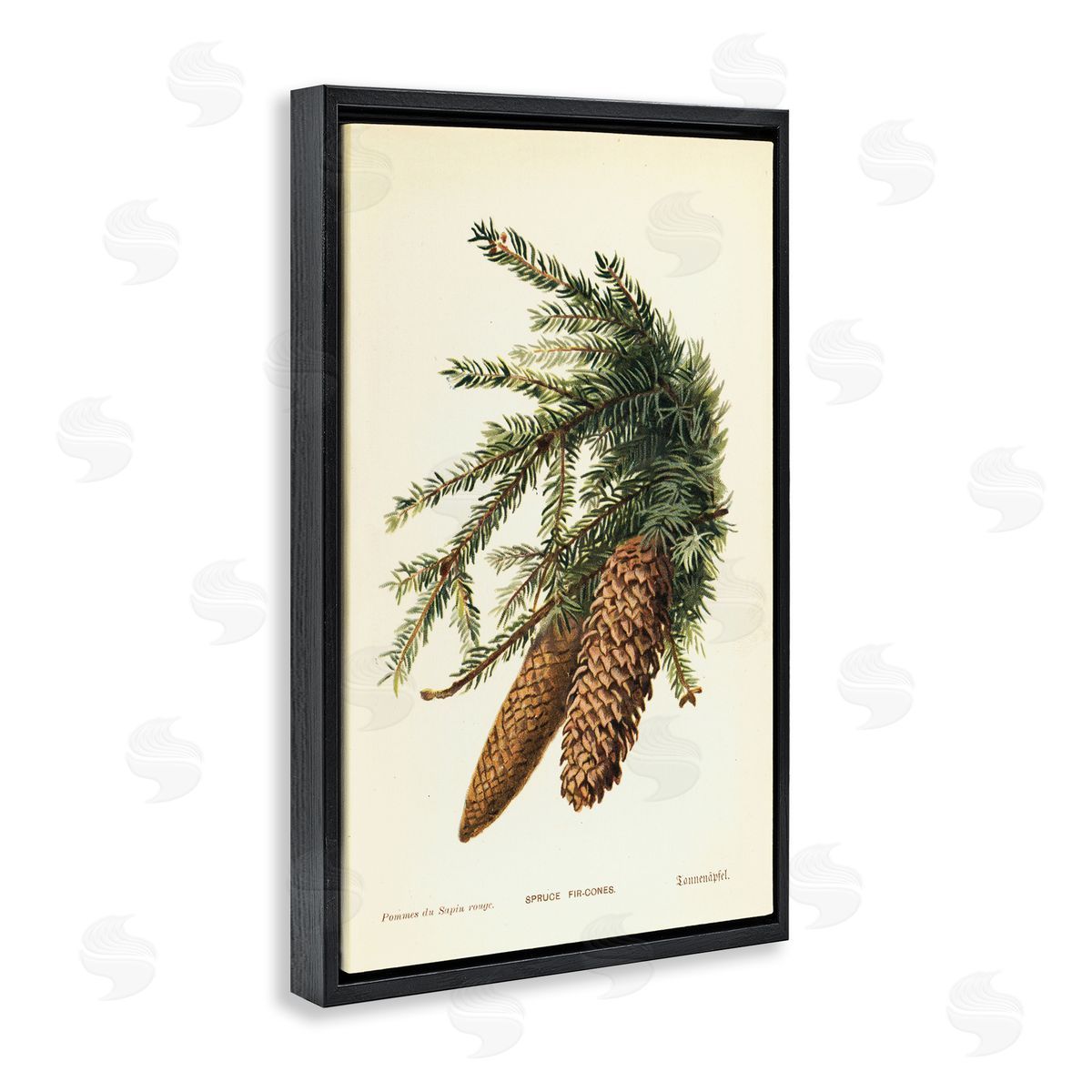 Spruce & Fir Cones Black Floating Frame Canvas Wall Art, Home Decor by Tina Higgins Designs, Inc.