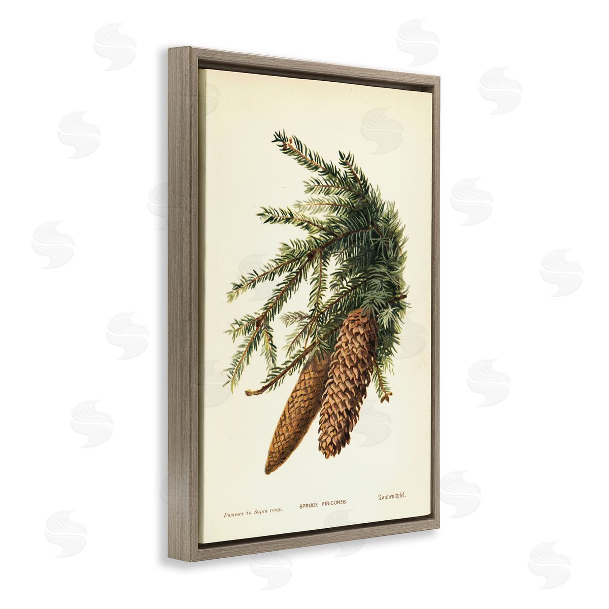 Spruce & Fir Cones Brown Floating Frame Canvas Wall Art, Home Decor by Tina Higgins Designs, Inc.