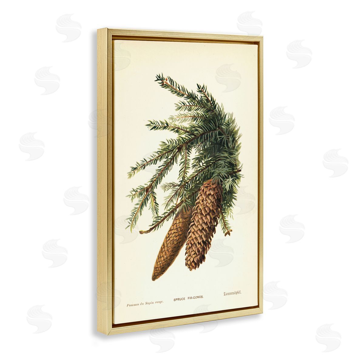 Spruce & Fir Cones Gold Floating Frame Canvas Wall Art, Home Decor by Tina Higgins Designs, Inc.