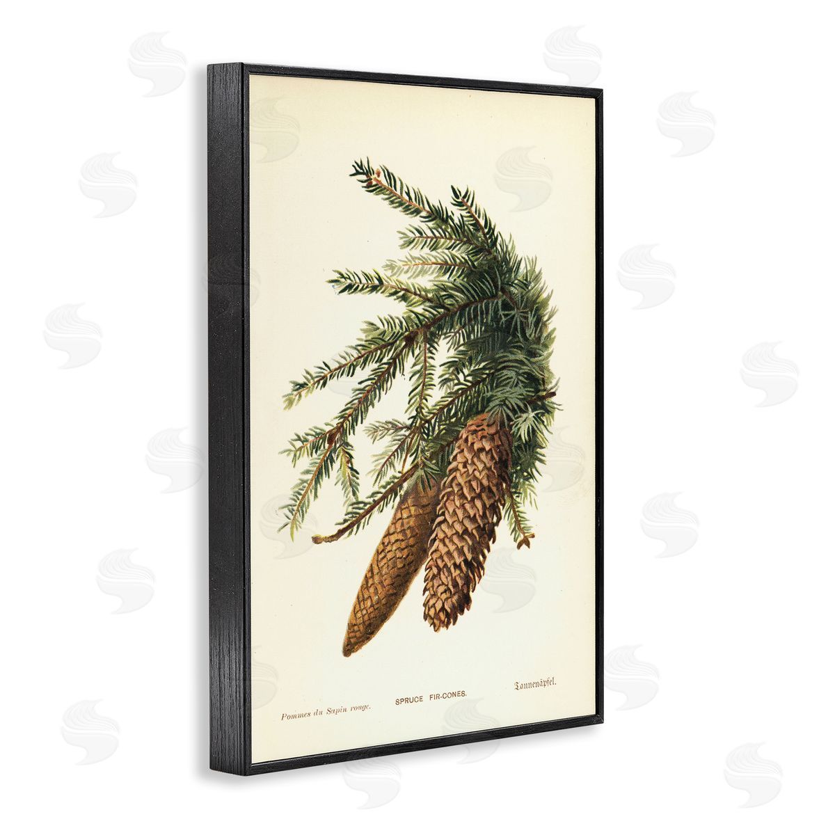 Spruce & Fir Cones Black Frame Print Wall Art, Home Decor by Tina Higgins Designs, Inc.