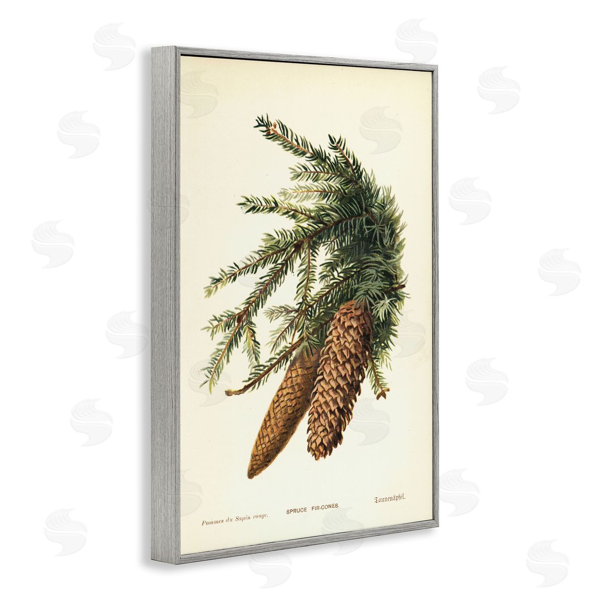 Spruce & Fir Cones Grey Frame Print Wall Art, Home Decor by Tina Higgins Designs, Inc.