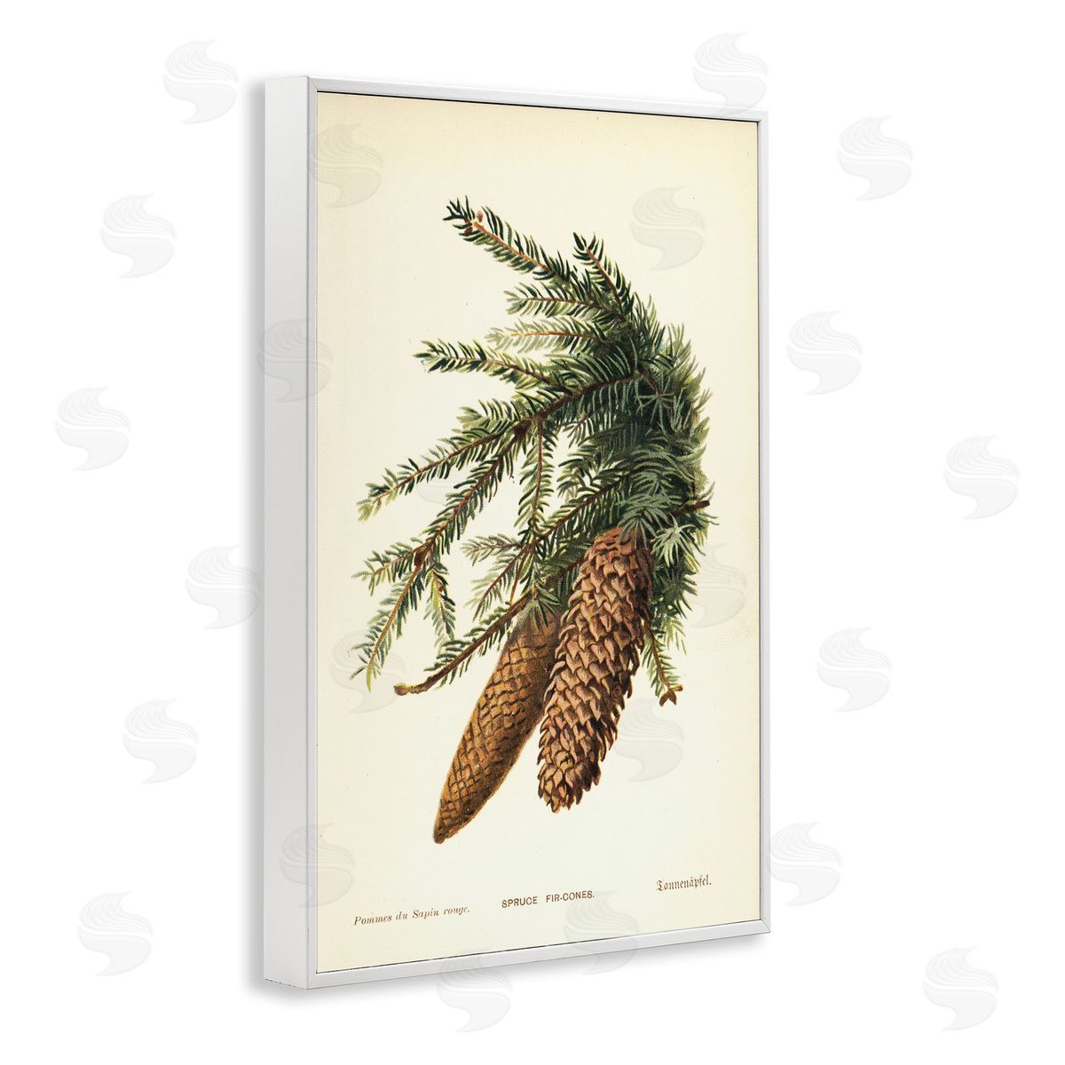 Spruce & Fir Cones White Frame Print Wall Art, Home Decor by Tina Higgins Designs, Inc.