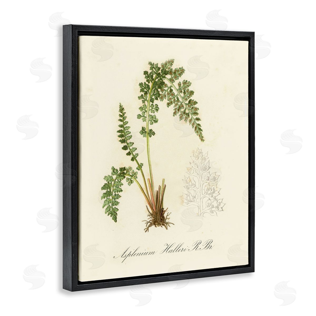 Scientific Fern Study Black Floating Frame Canvas Wall Art, Home Decor by Tina Higgins Designs, Inc.
