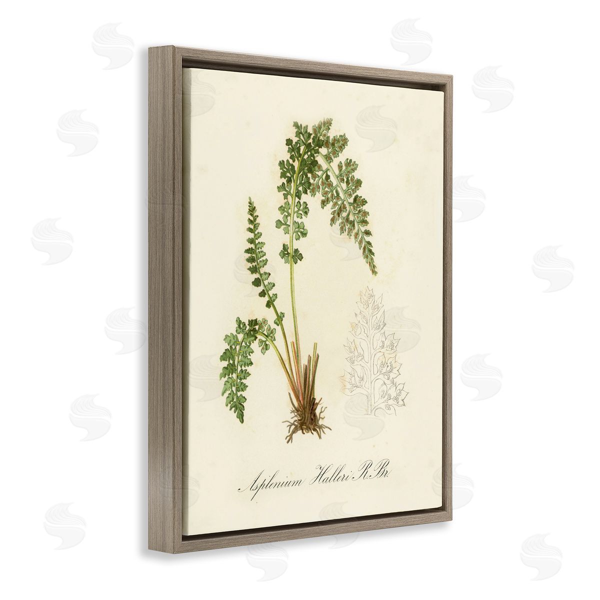 Scientific Fern Study Brown Floating Frame Canvas Wall Art, Home Decor by Tina Higgins Designs, Inc.