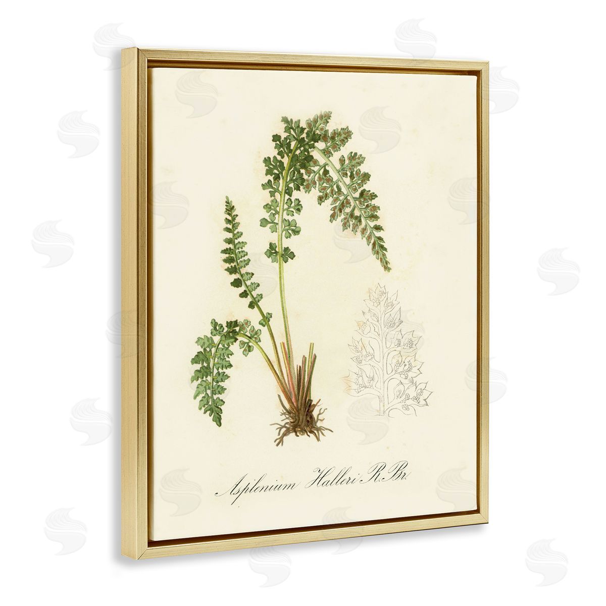 Scientific Fern Study Gold Floating Frame Canvas Wall Art, Home Decor by Tina Higgins Designs, Inc.