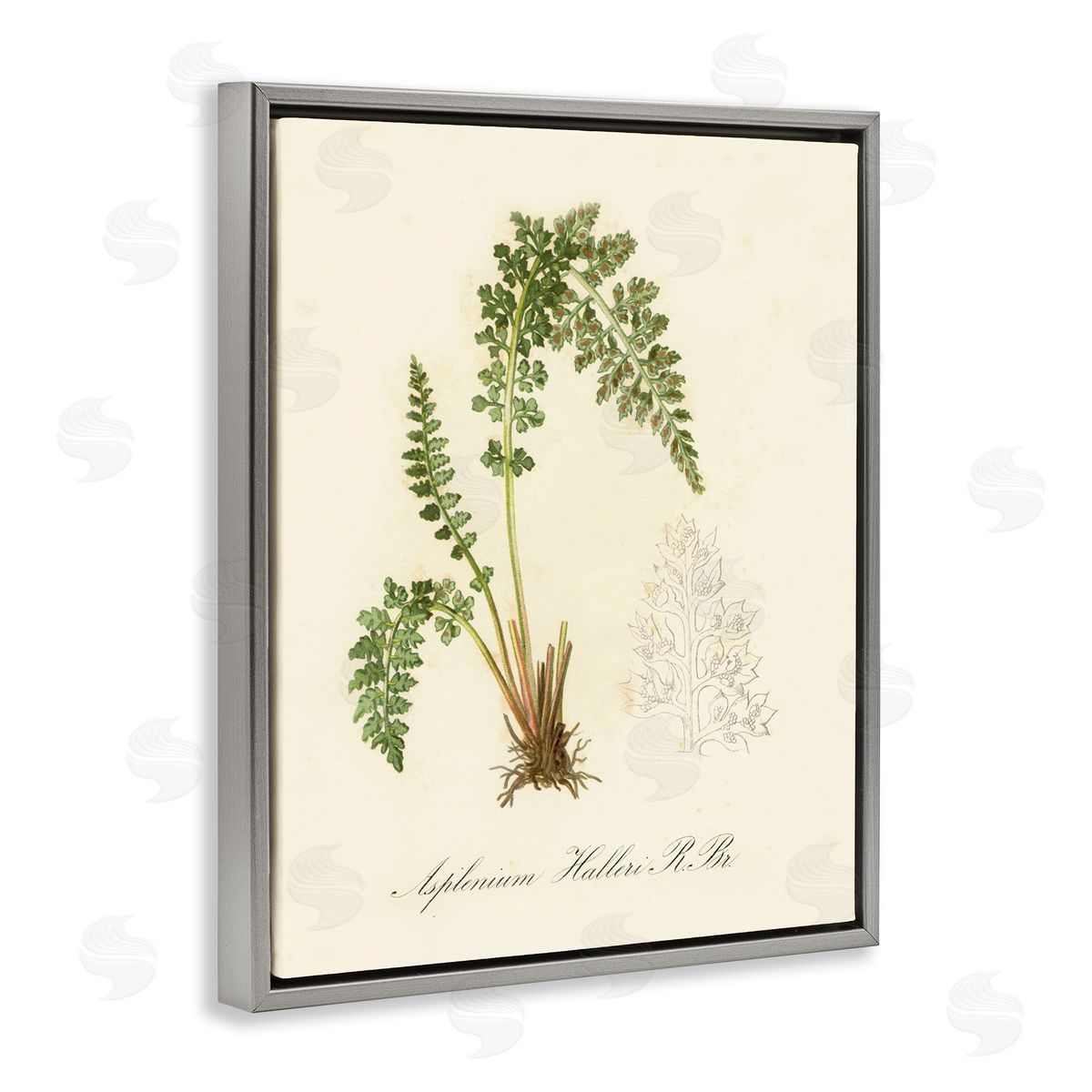 Scientific Fern Study Grey Floating Frame Canvas Wall Art, Home Decor by Tina Higgins Designs, Inc.