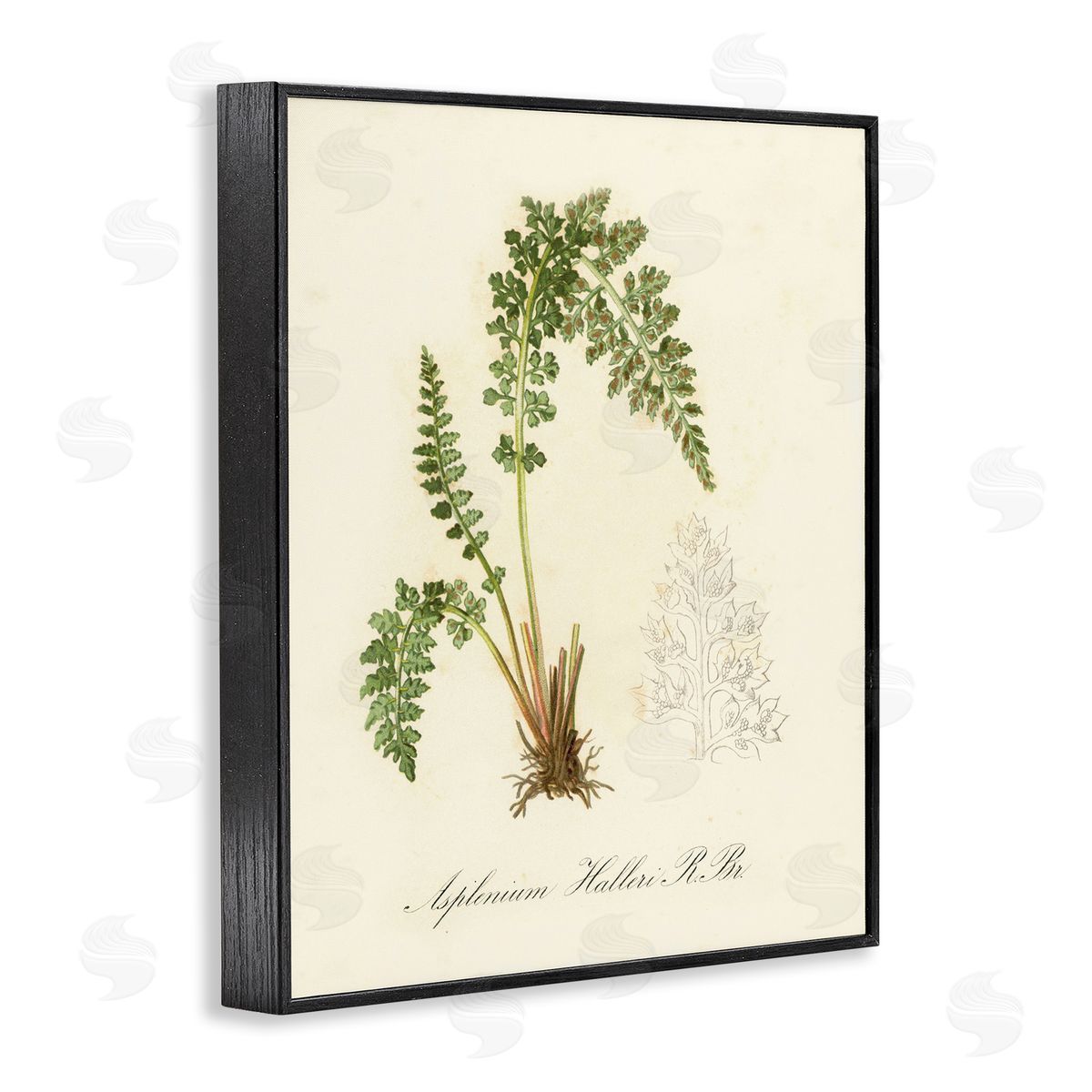 Scientific Fern Study Black Frame Print Wall Art, Home Decor by Tina Higgins Designs, Inc.