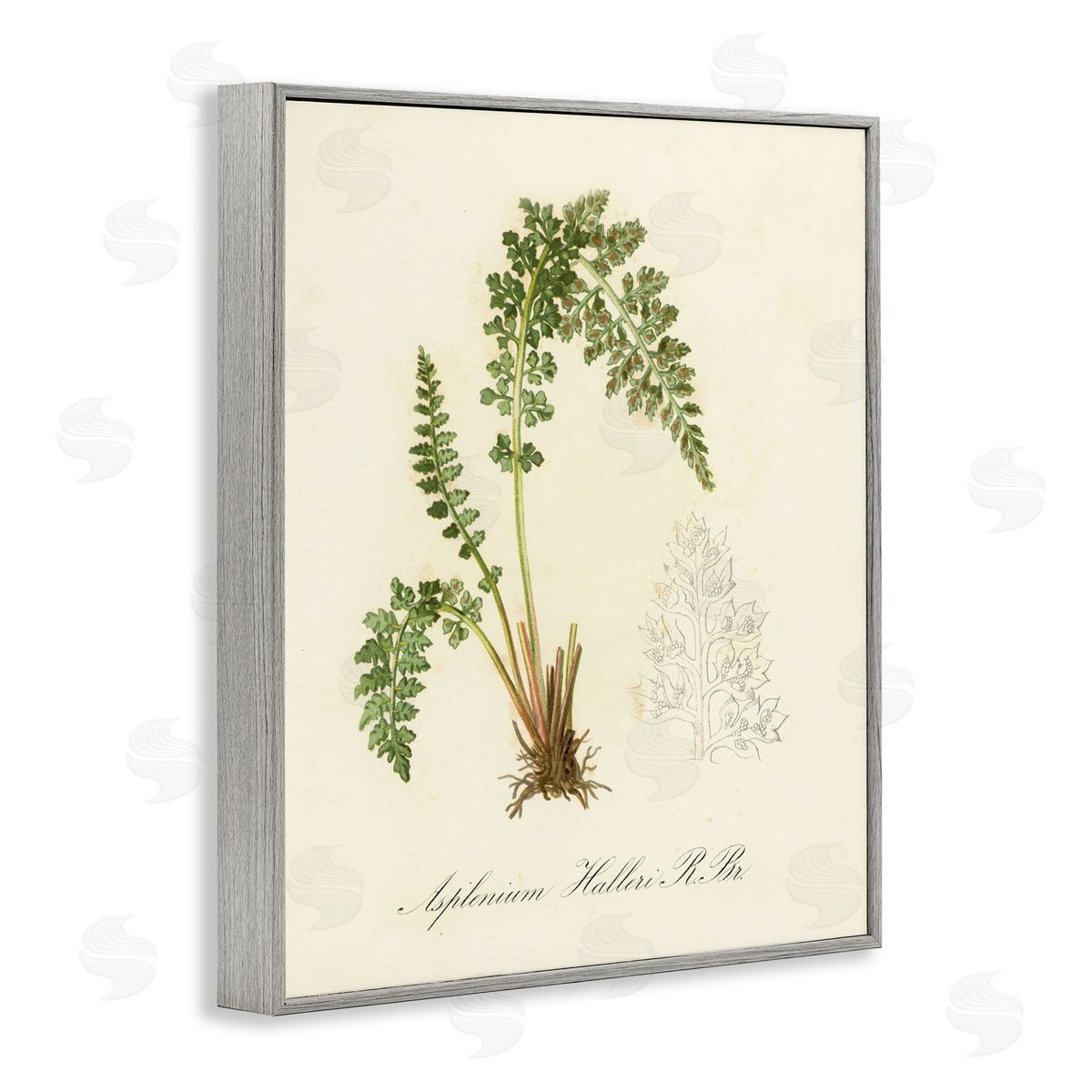 Scientific Fern Study Grey Frame Print Wall Art, Home Decor by Tina Higgins Designs, Inc.