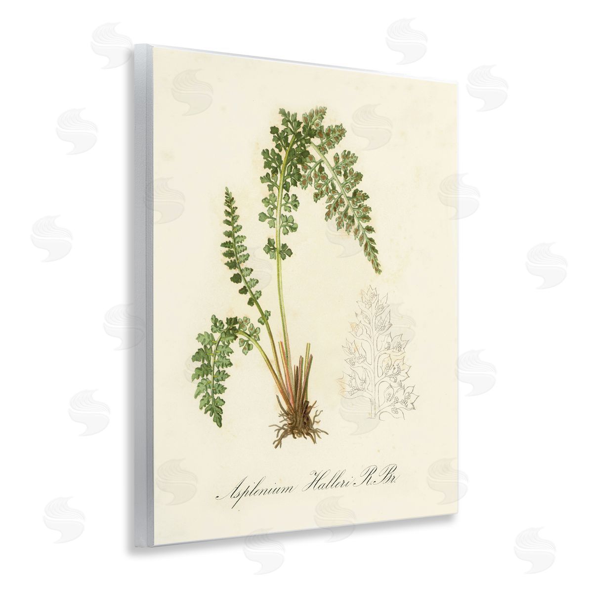 Scientific Fern Study Wood Plaque Wall Art, Home Decor by Tina Higgins Designs, Inc.
