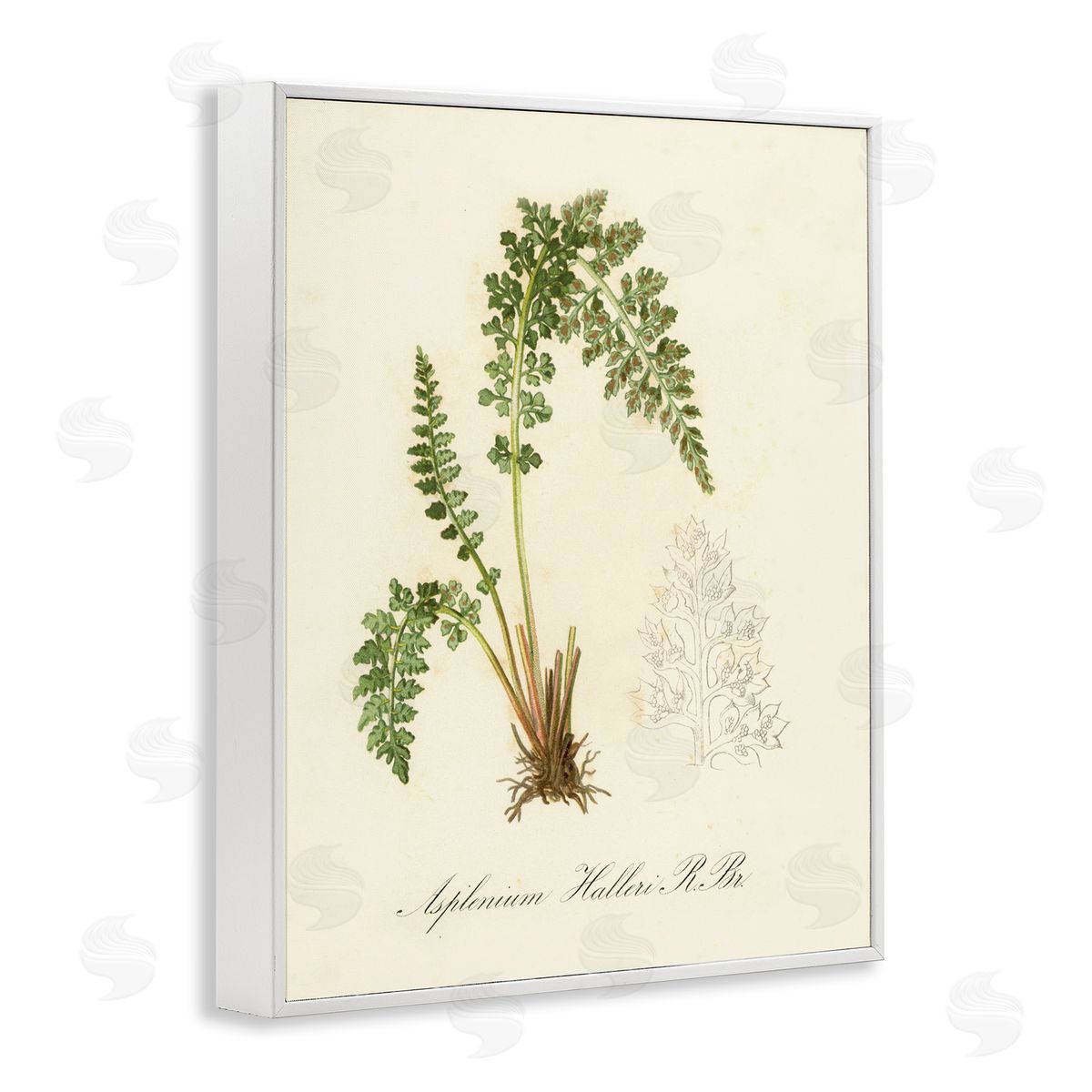 Scientific Fern Study White Frame Print Wall Art, Home Decor by Tina Higgins Designs, Inc.