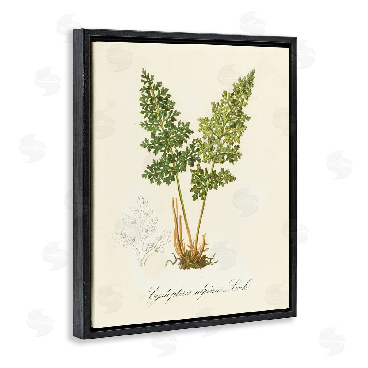 Biological Plant Study Black Floating Frame Canvas Wall Art, Home Decor by Tina Higgins Designs, Inc.