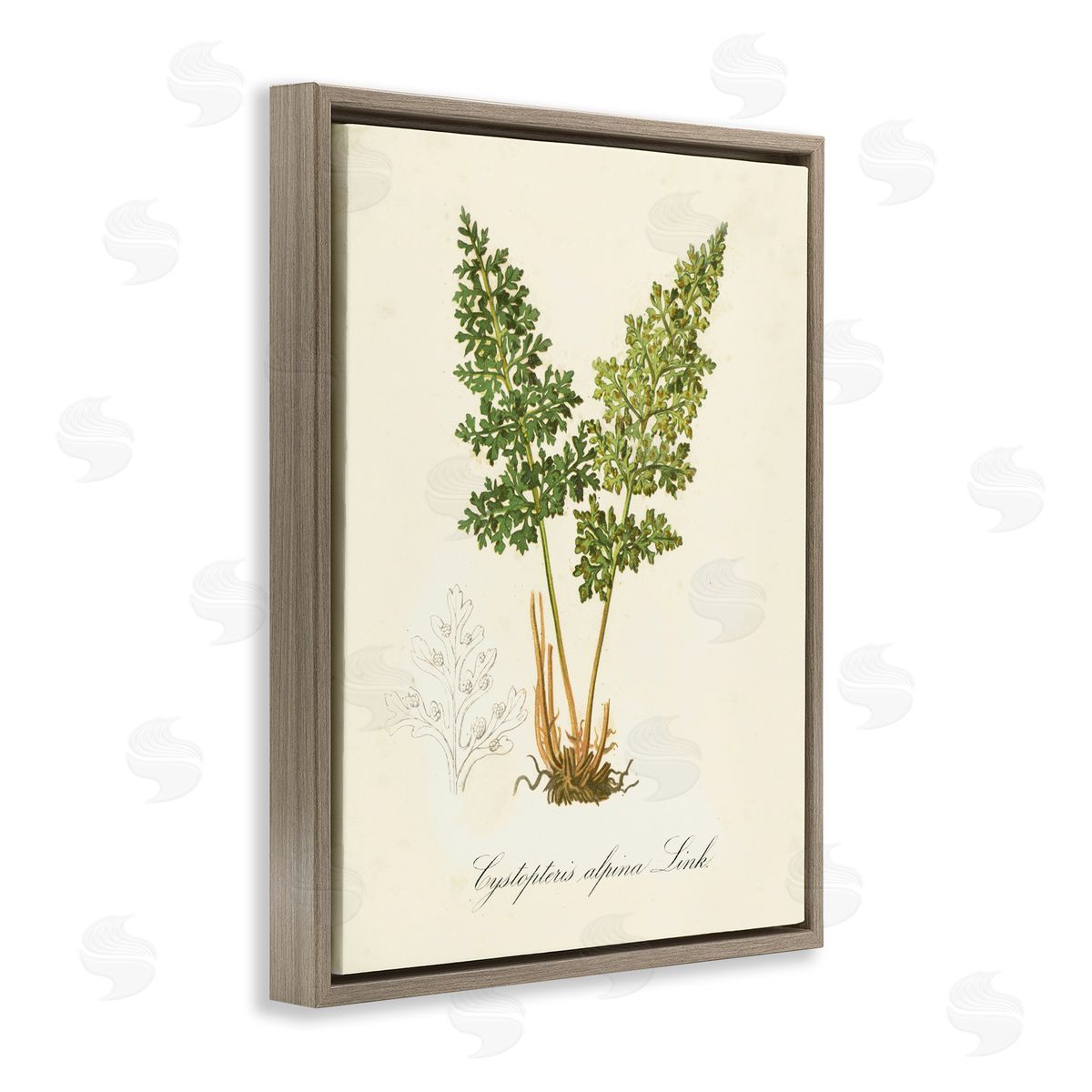 Biological Plant Study Brown Floating Frame Canvas Wall Art, Home Decor by Tina Higgins Designs, Inc.