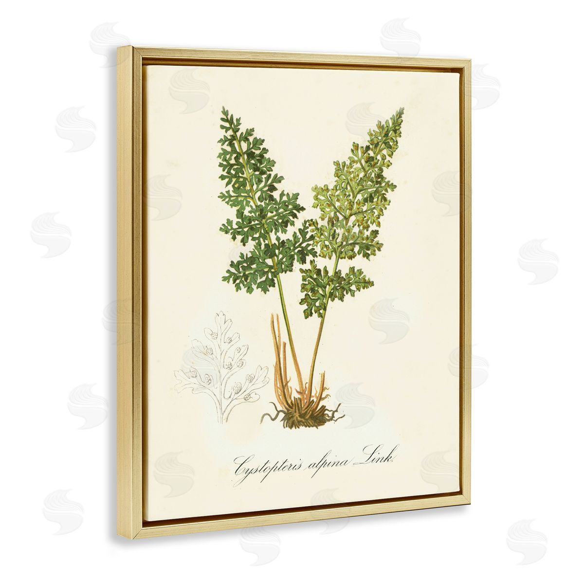 Biological Plant Study Gold Floating Frame Canvas Wall Art, Home Decor by Tina Higgins Designs, Inc.