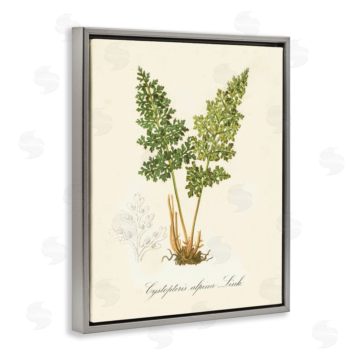 Biological Plant Study Grey Floating Frame Canvas Wall Art, Home Decor by Tina Higgins Designs, Inc.