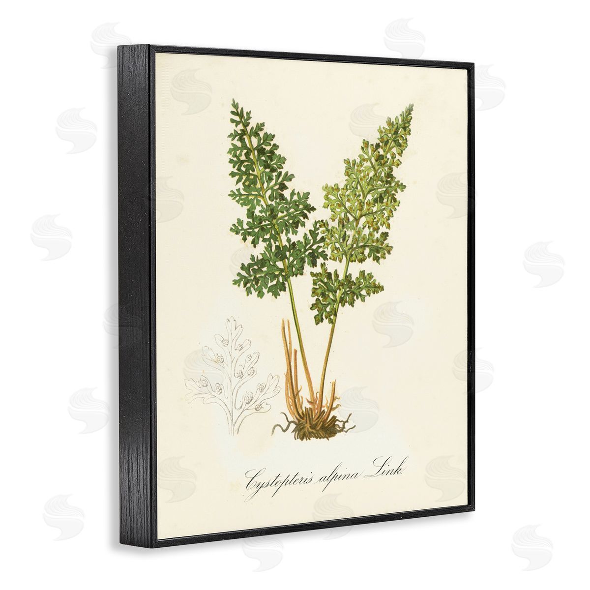 Biological Plant Study Black Frame Print Wall Art, Home Decor by Tina Higgins Designs, Inc.