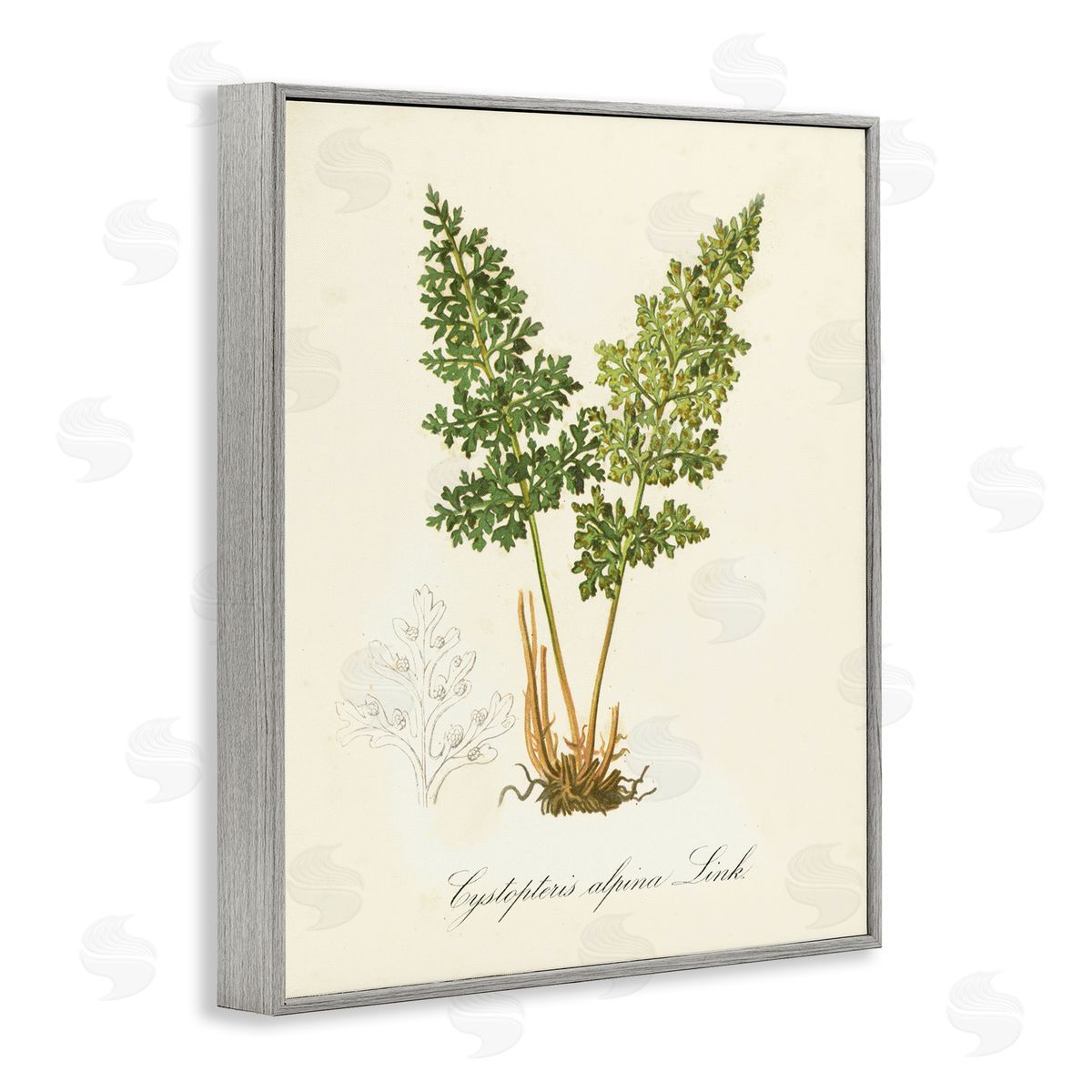Biological Plant Study Grey Frame Print Wall Art, Home Decor by Tina Higgins Designs, Inc.