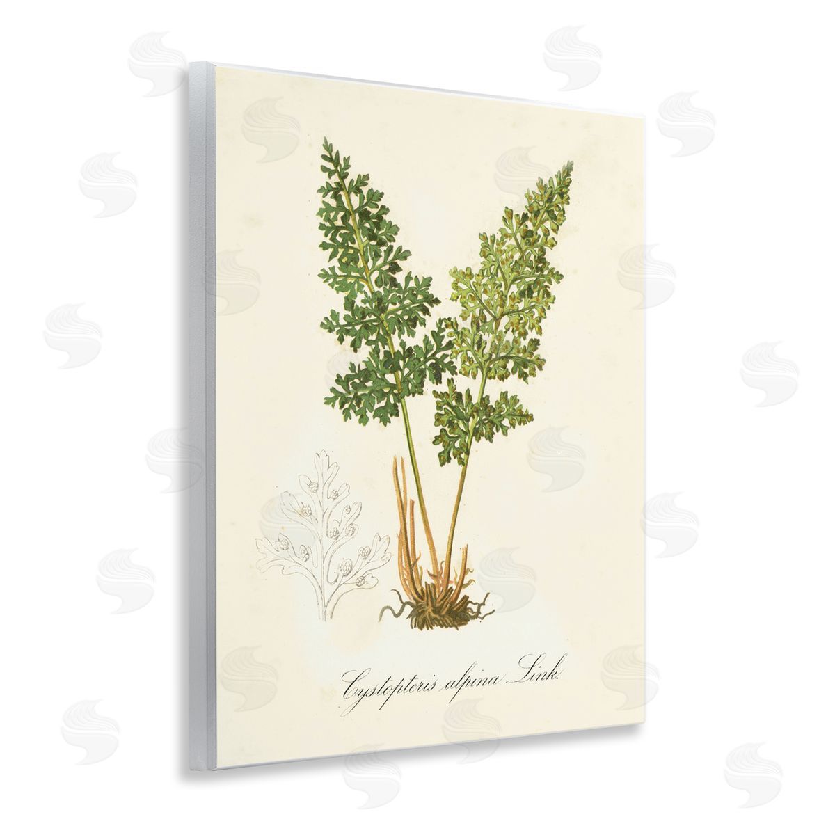 Biological Plant Study Wood Plaque Wall Art, Home Decor by Tina Higgins Designs, Inc.