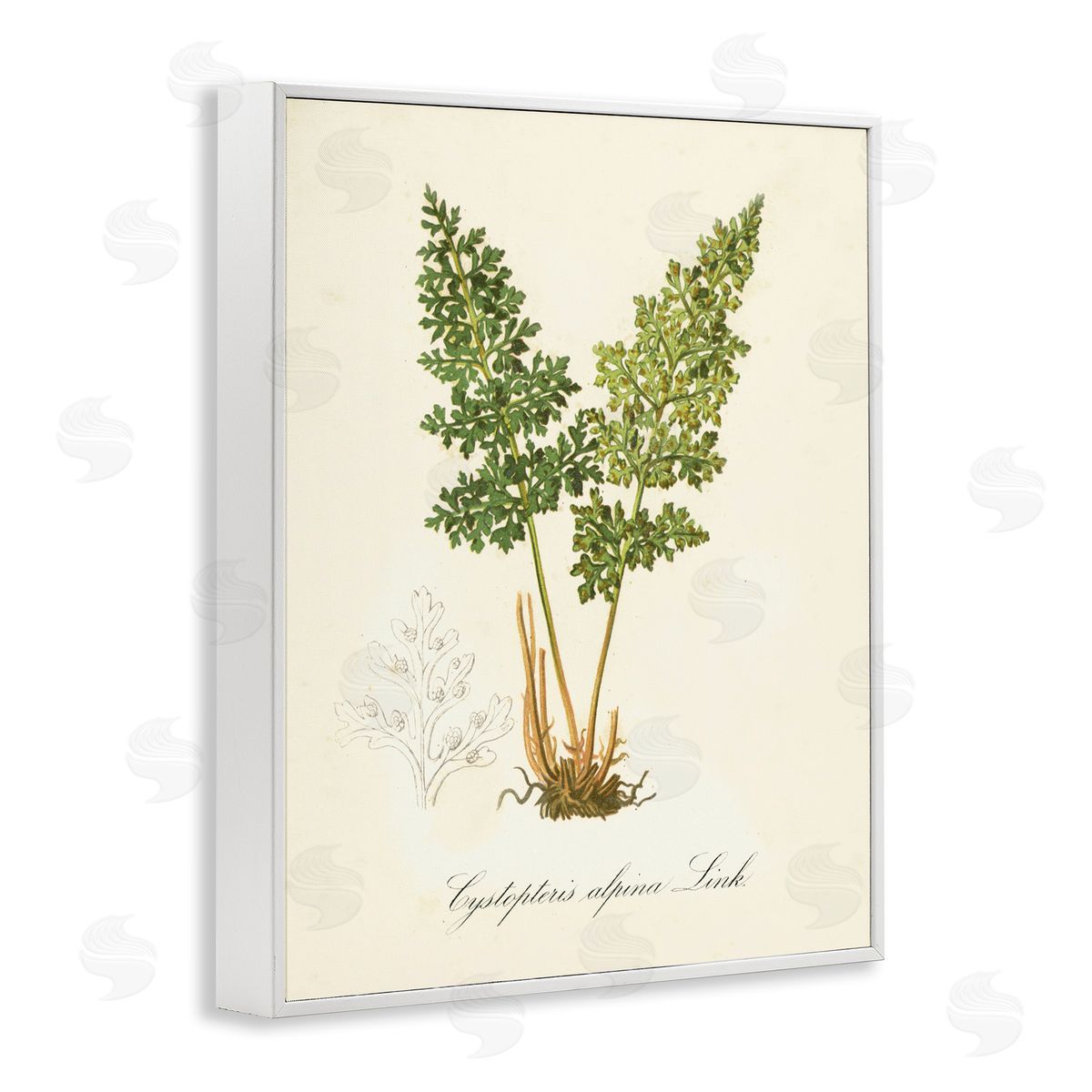 Biological Plant Study White Frame Print Wall Art, Home Decor by Tina Higgins Designs, Inc.