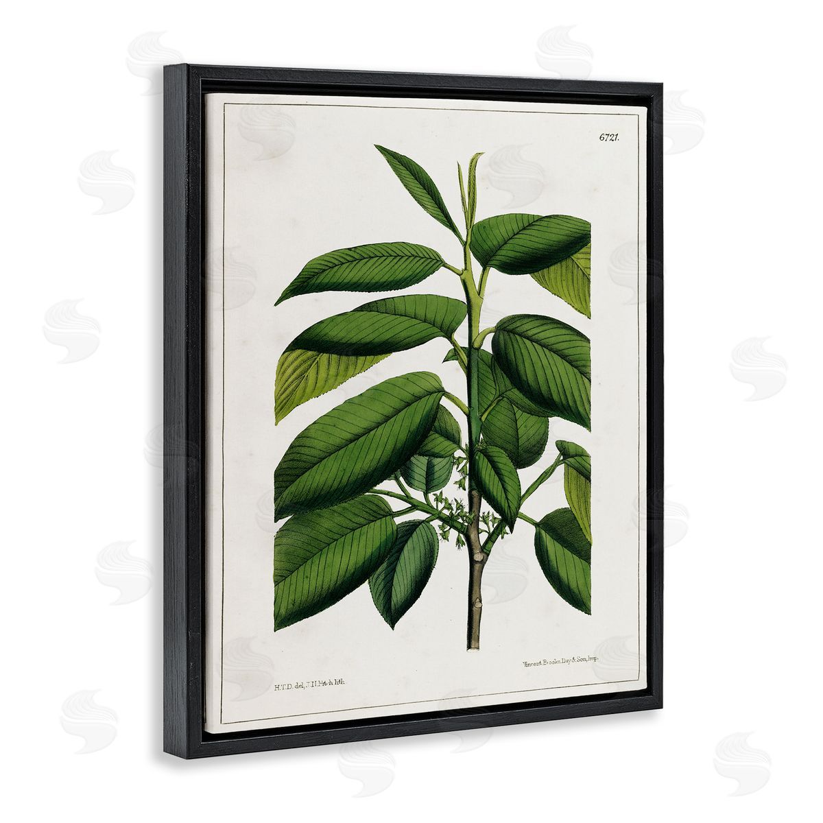 Scientific Woodland Plant Black Floating Frame Canvas Wall Art, Home Decor by Tina Higgins Designs, Inc.