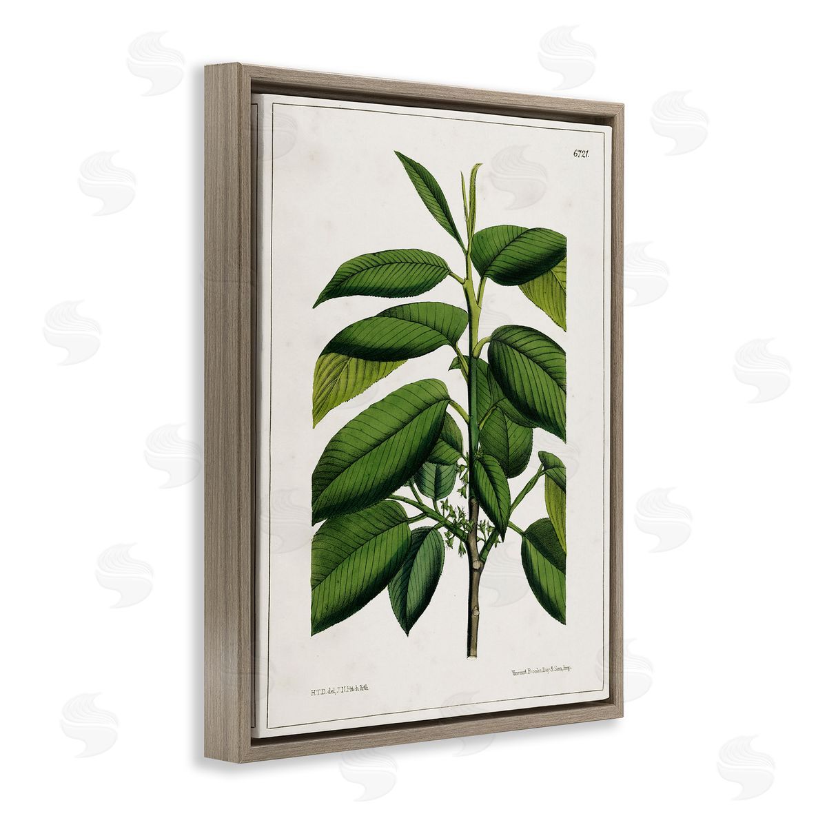 Scientific Woodland Plant Brown Floating Frame Canvas Wall Art, Home Decor by Tina Higgins Designs, Inc.